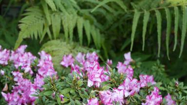 杜鹃花杜鹃紫色的花森林加州美国春天早....大气精致的紫罗兰色的粉红色的开花绿色蕨类植物植物叶状体叶子春天仙女植物纯新鲜木